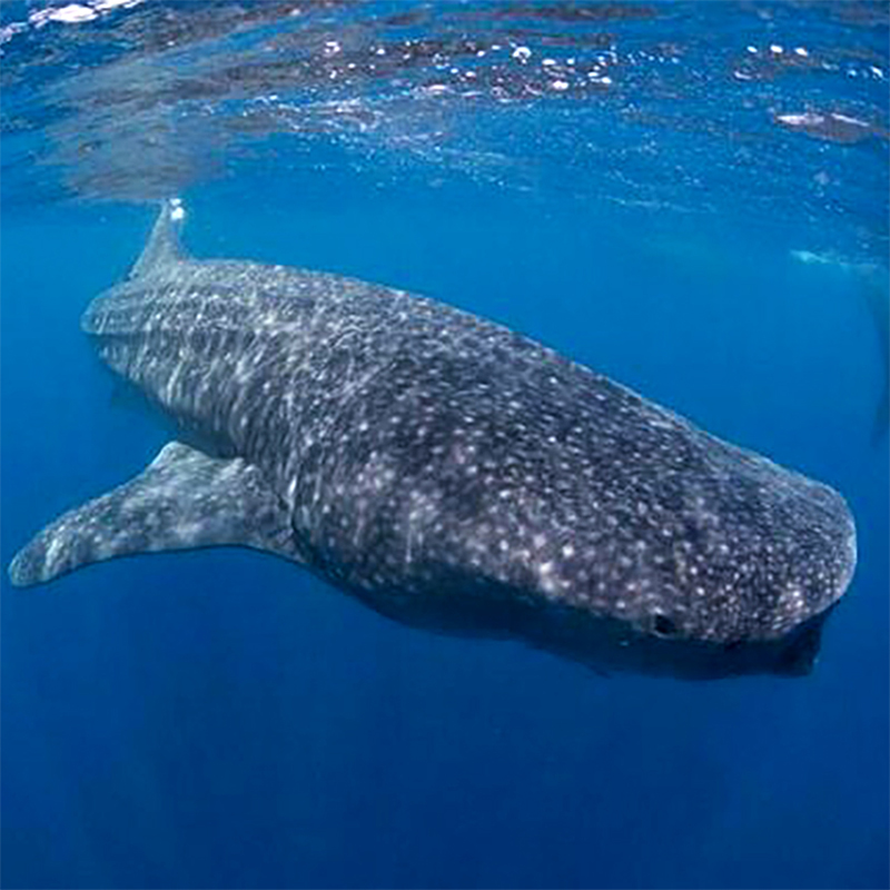 鯨鯊同遊+青洞潛水